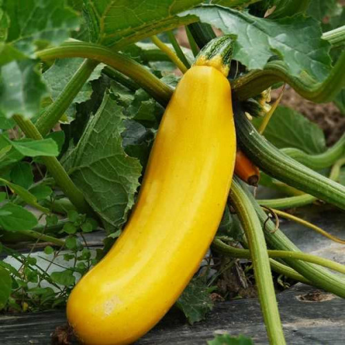 COURGETTE Longue Jaune