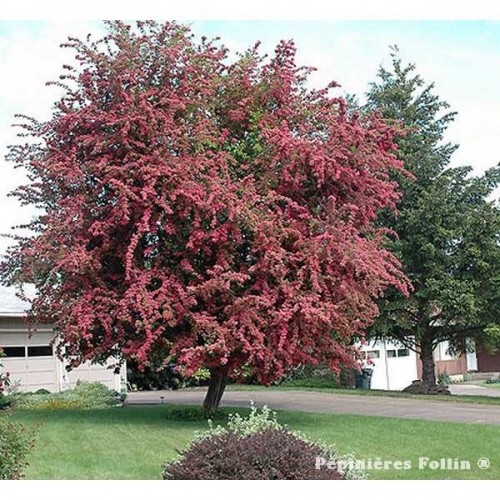 AUBEPINE Paul Scarlet