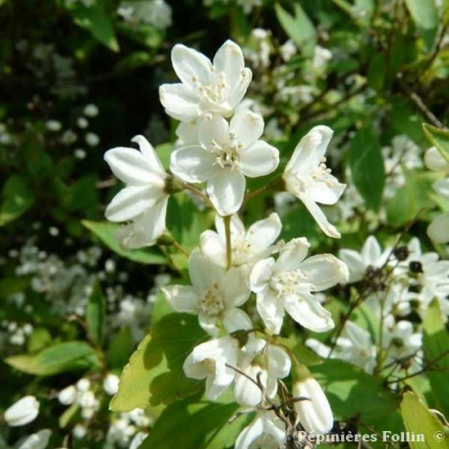 DEUTZIA Gracilis