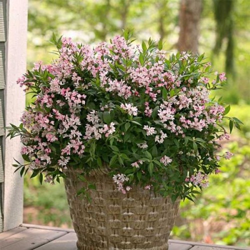 DEUTZIA Yuki Cherry Blossom ®