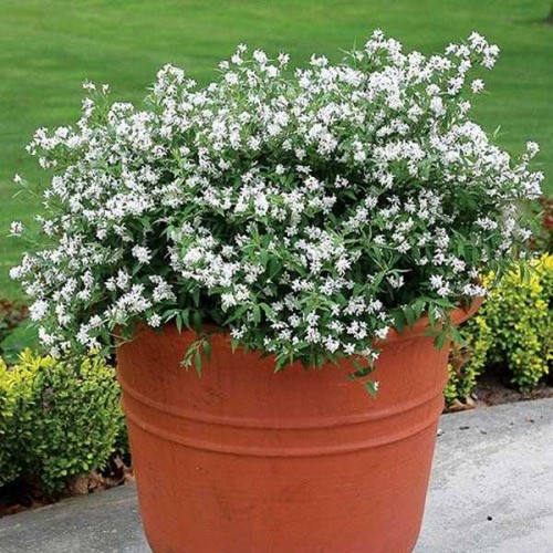 DEUTZIA Yuki Snowflake ®