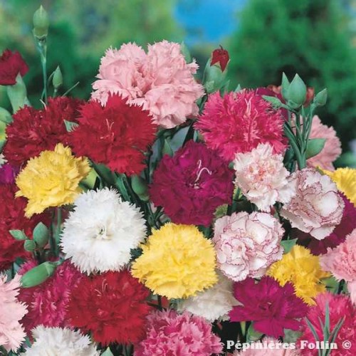 OEILLET des Fleuristes