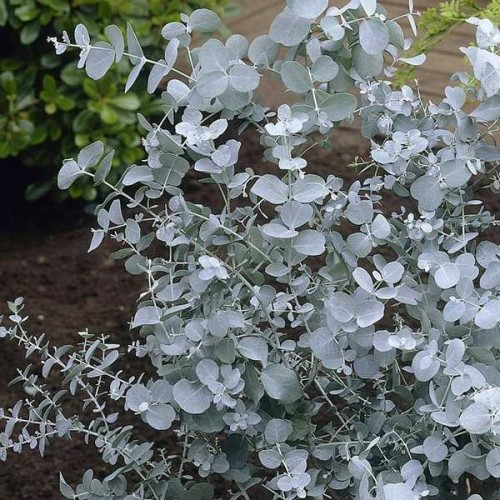 EUCALYPTUS de Gun Silverana ®