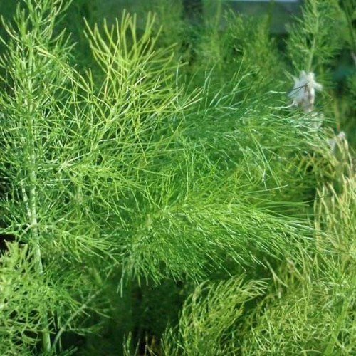 FENOUIL Vert Vivace