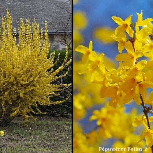 FORSYTHIA Lynwood