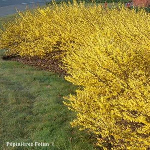 FORSYTHIA Marée d'Or