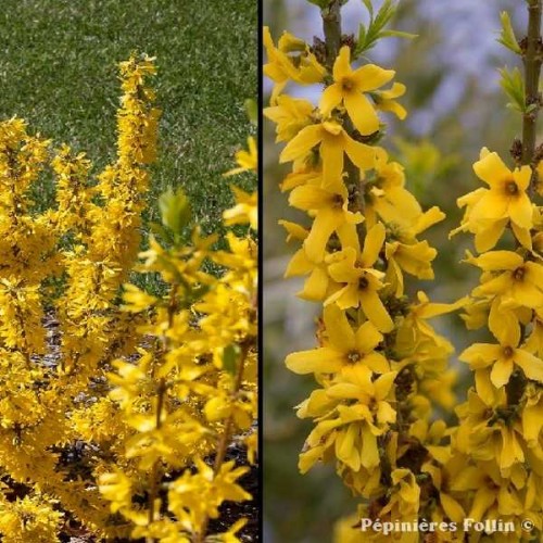 FORSYTHIA Nain Nimbus