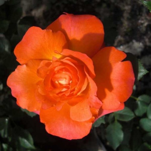ROSIER Polyantha Fruité ®