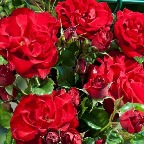 ROSIER Grimpant Baby Romantica ®