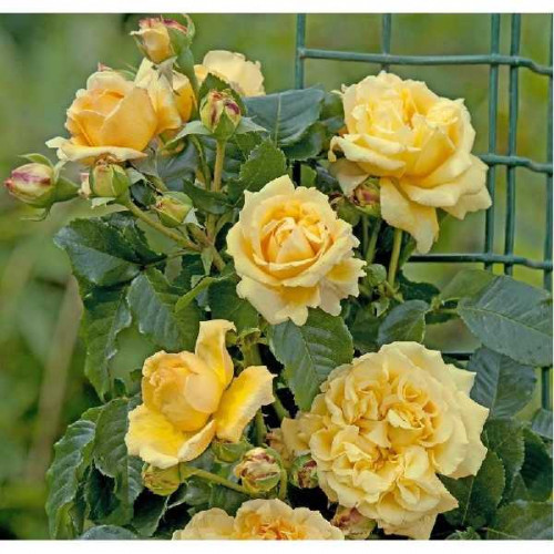 ROSIER Grimpant Bellagio ®