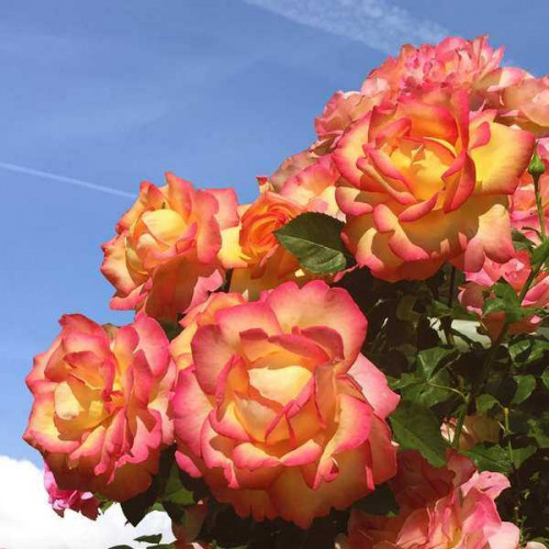 ROSIER Grimpant Boheme ®