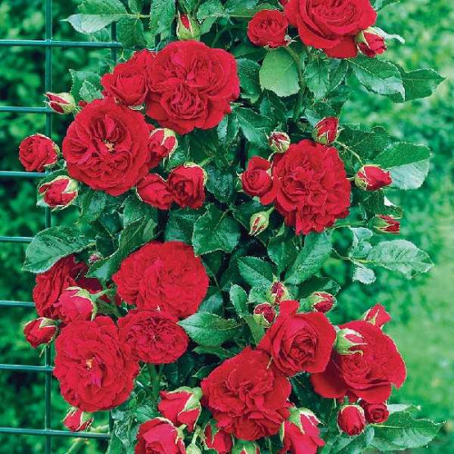 ROSIER Grimpant Cumberland ®