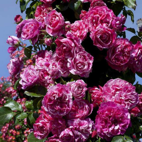 ROSIER Grimpant Ines Sastre ®