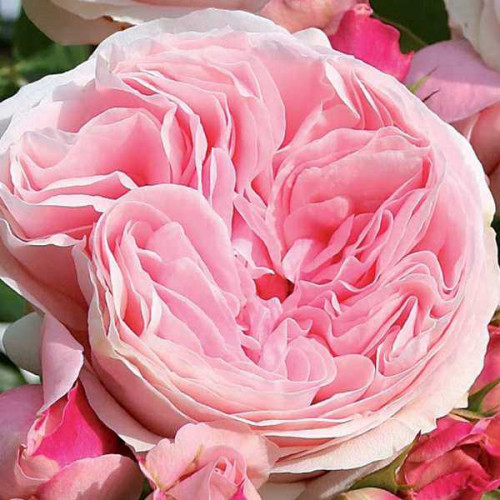 ROSIER Grimpant La Alhambra ®