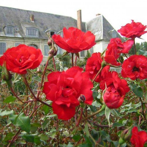 ROSIER Grimpant Sevillana ®