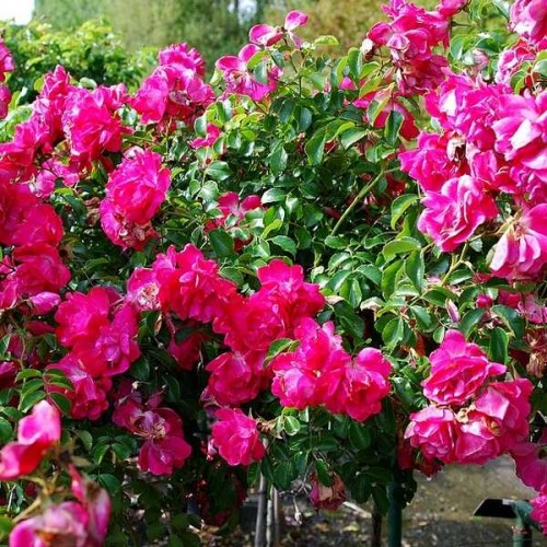 ROSIER Grimpant Emera ®