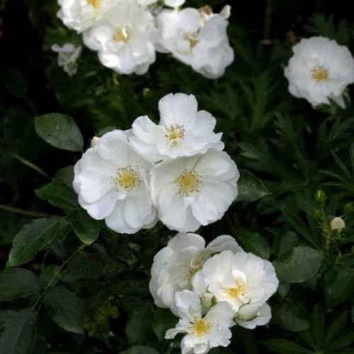 ROSIER Grimpant Opalia ®