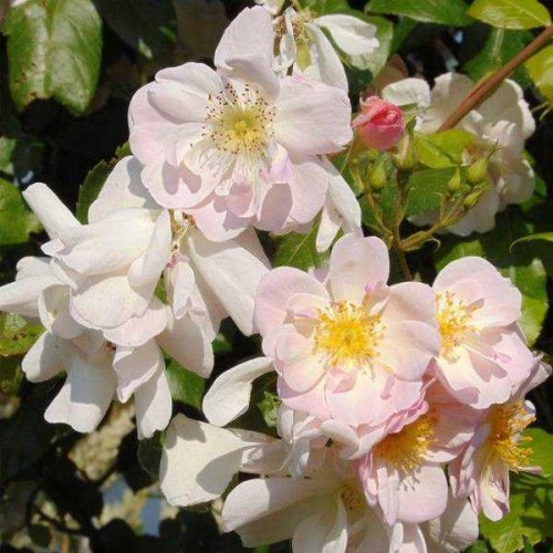 ROSIER Grimpant Liane Sourire d'Orchidée ®