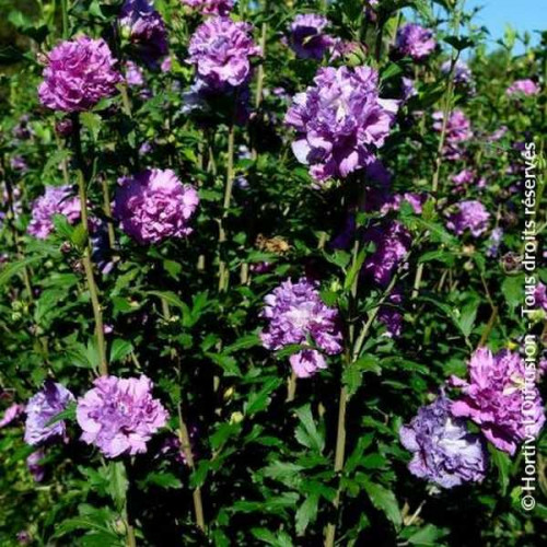 HIBISCUS Syriacus French Cabaret Purple