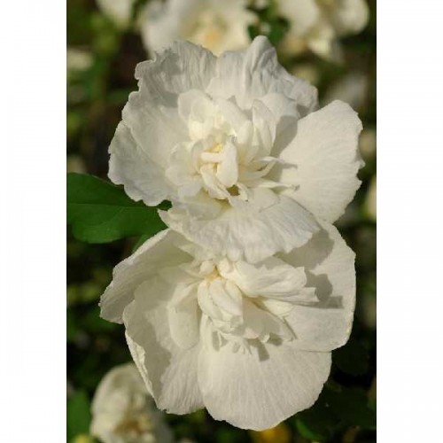 HIBISCUS Syriacus White Chiffon