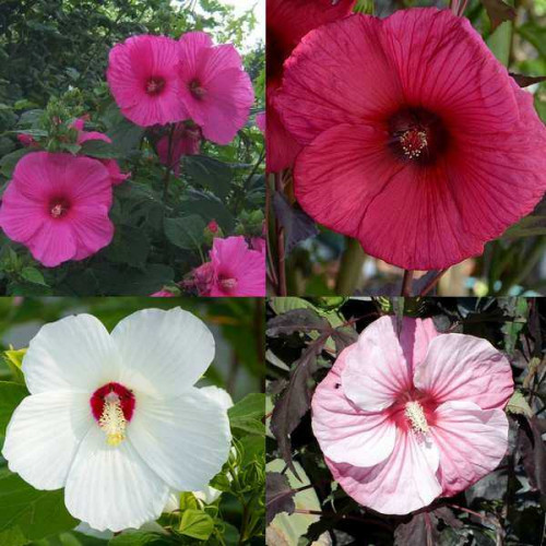 HIBISCUS Des Marais