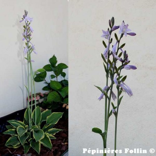 HOSTA Panaché