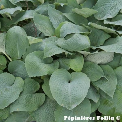 HOSTA Bleu