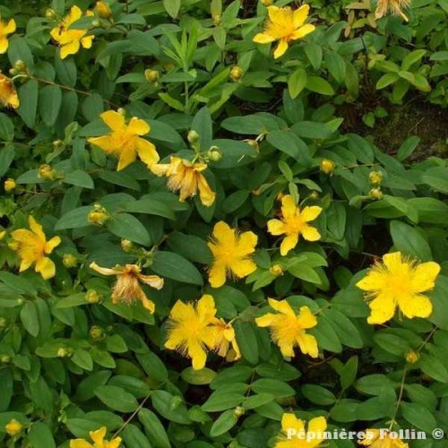 MILLEPERTUIS à grandes fleurs