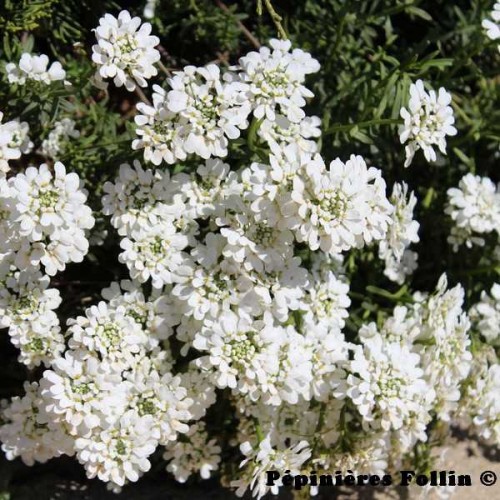 IBERIS Thlaspi
