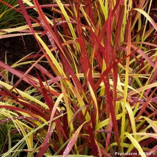 IMPERATA Red Baron