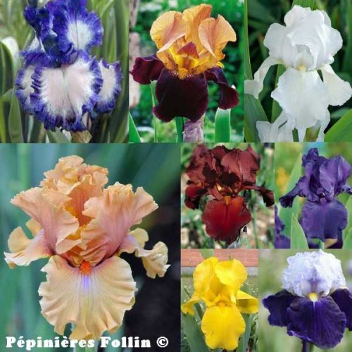 IRIS variés
