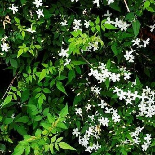 JASMIN Officinale