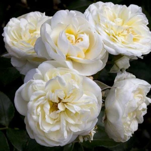 ROSIER Polyantha Lady Romentica ®