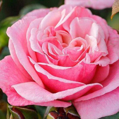 ROSIER Buisson La Gaité ®