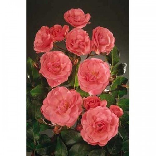 ROSIER Polyantha Les Amoureux Peynet ®