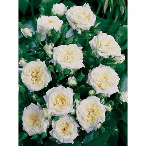 ROSIER Miniature Little White ®