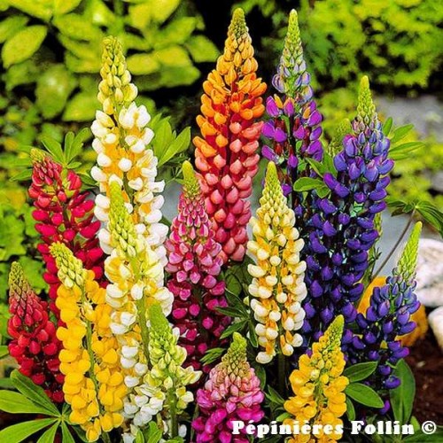 LUPIN De Russel Variés