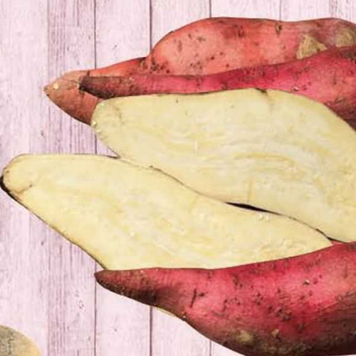 PATATE Douce Blanche