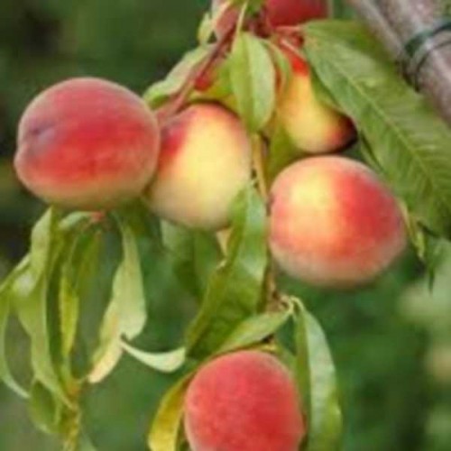 PECHER de Vigne Blanche