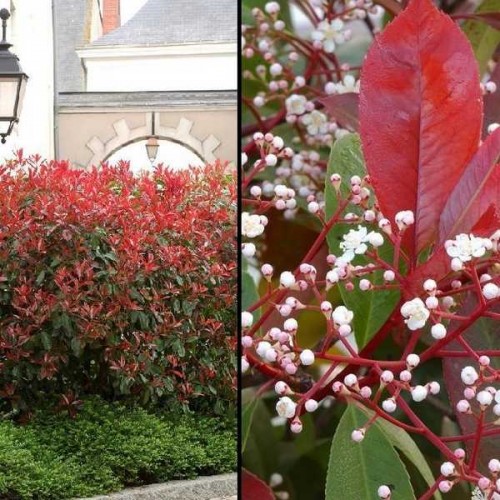 PHOTINIA