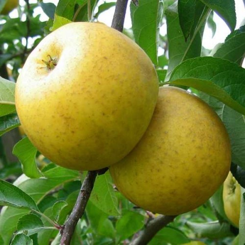 POMMIER Belchard Chanteclerc