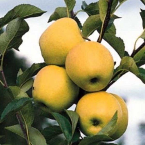 POMMIER Golden Delicious