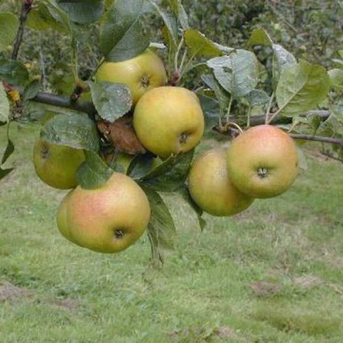 POMMIER Reinette Blanche du Canada