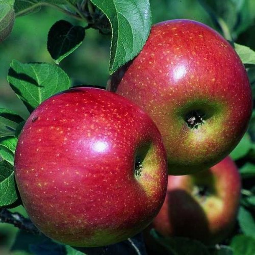 POMMIER Reine des Reinettes