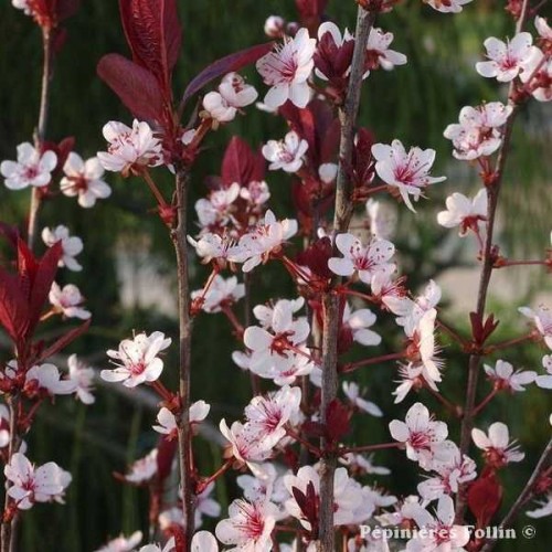 CERISIER  à fleurs Cistena