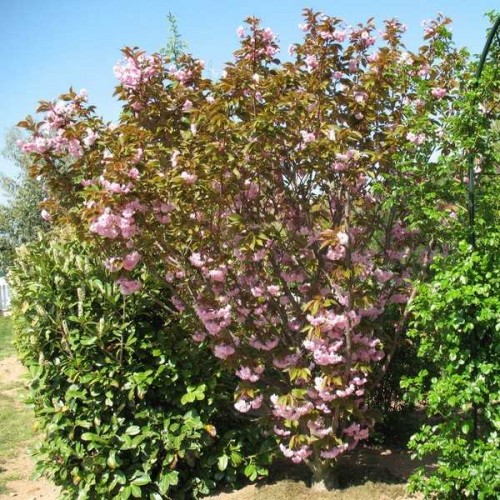 CERISIER à fleurs Kanzan