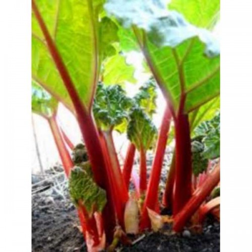 RHUBARBE