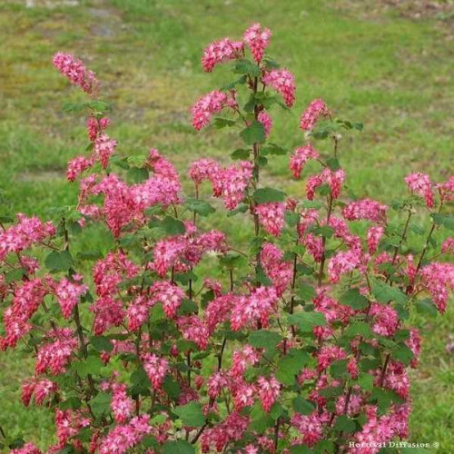 GROSEILLER à Fleurs