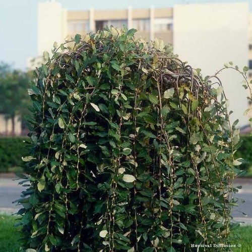 SAULE Marsault pendula
