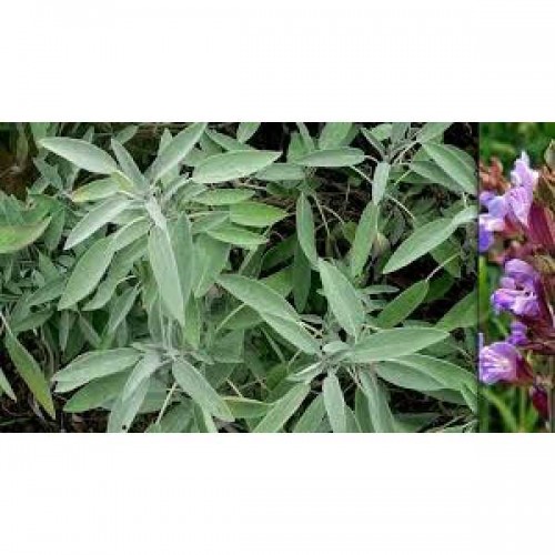 SAUGE officinale